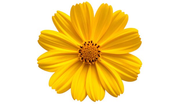 Bright yellow flower with multiple petals and a brown center, isolated on black