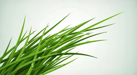 Vibrant Green Grass Blades with Dew Drops on a White Background.