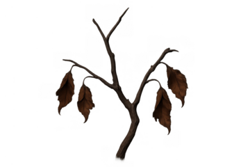 Dying plant branch losing brown leaves, symbolizing environmental drought, climate change, and global warming concepts