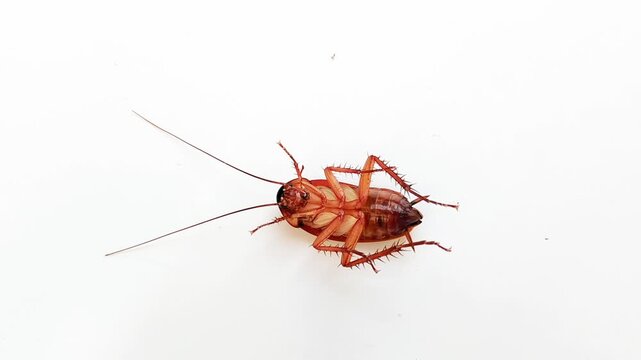 The insect cockroach lay limp and almost died. animal. brown.
