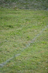 Line on a Cross Country Course