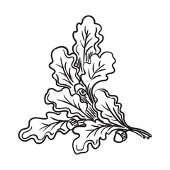 Hand drawing oak tree branch vector illustration