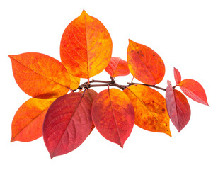 Obraz premium Autumn leaves isolated on a transparent background.