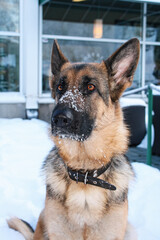 Close-up portrait of a German Shepherd dog outdoors in winter, with delicate snowflakes resting on its nose. Loyal pet enjoying cold snowy weather.
