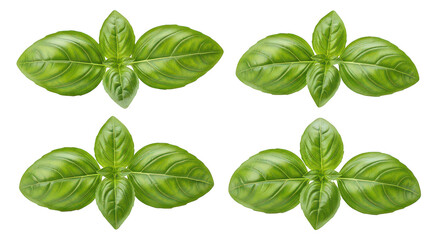 Fresh Green Basil Leaves Clusters Isolated On Black