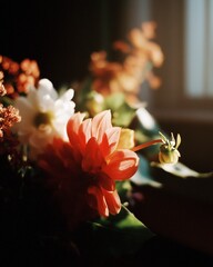 orange dahlia flower in warm sunlight