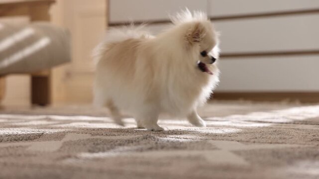 Cute fluffy Pomeranian dog playing with toy indoors