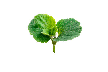 Young green seedling with two leaves emerging from a stem against a black background
