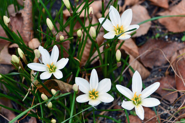 タマスダレ（ゼフィランサス）　Rain lily