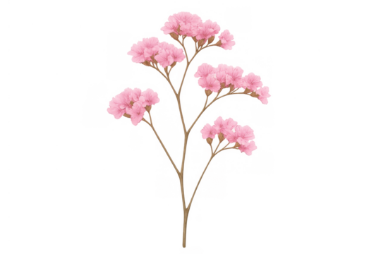 Delicate pink flowers blooming on branch, gentle flora creating tender garden beauty, transparent background design element