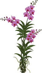 Fototapeta premium Pink orchid plant illustration, botanical drawing with roots, tropical flower artwork, exotic floral design, horticulture reference, blooming orchid stemsPink 