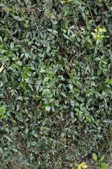 
Close-up of Asian Jasmine leaves.