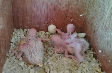 Baby bird without feathers 