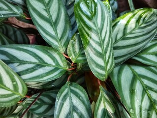 Green leaves background