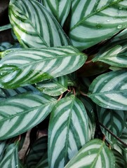 Green leaves background