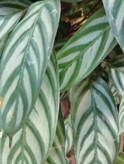 Green leaves background