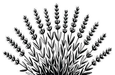 Obraz premium Black and White Illustration of a Lavender Bush with Multiple Stems flower plant
