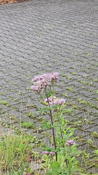 Close-up of water dost (Eupatorium cannabinum) in natural habitat