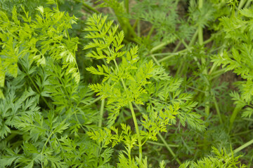 These are the leaves of a well-grown carrot.
