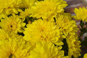 Close-up of a yellow chrysanthemum flower.