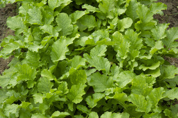 Fototapeta premium A close-up of a turnip field.