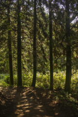 Fototapeta premium This is a beautiful forest landscape in Korea.