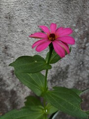 Pink zinnia flower in the garden 