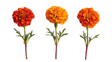 Three orange marigold flowers isolated on transparent background
