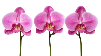 Three pink orchid flowers isolated on transparent background