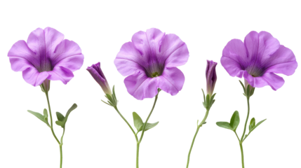 Three delicate purple petunia flowers on stems isolated on transparent background