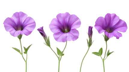 Three delicate purple petunia flowers and buds isolated on transparent background