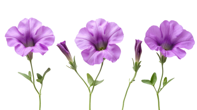 Three delicate purple petunia flowers on stems isolated on transparent background