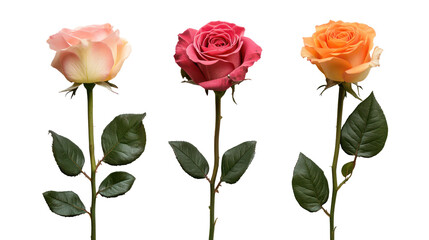 Three colorful roses on stems isolated on transparent background