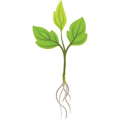 Single Green Plant Sapling With Visible Roots Isolated On White Background Growing Agriculture Concept