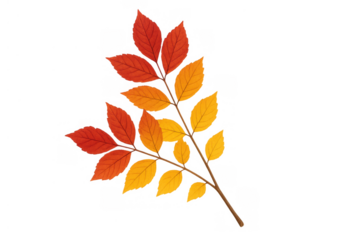 Autumn branch having colorful fall leaves, red, orange, and yellow hues, isolated on transparent background