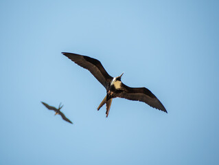 The beautiful frigatebird (Fregata magnificens) flies across the blue sky off the coast of Rio de Janeiro, Brazil. A large black seabird with a white belly and long beak and triangular-shaped wings.