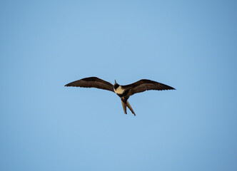 The beautiful frigatebird (Fregata magnificens) flies across the blue sky off the coast of Rio de Janeiro, Brazil. A large black seabird with a white belly and long beak and triangular-shaped wings.