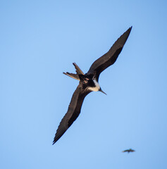 The beautiful frigatebird (Fregata magnificens) flies across the blue sky off the coast of Rio de Janeiro, Brazil. A large black seabird with a white belly and long beak and triangular-shaped wings.