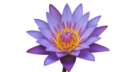 Obraz premium Stunning Bloom of Purple Water Lily with Yellow Center Against Black Background Captivating Beauty of Nature