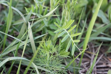 Macro photo of green grass blades with meadow spikes. Natural background for design