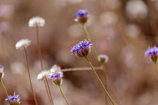 Desert Flowers, Northern Territory, Australia