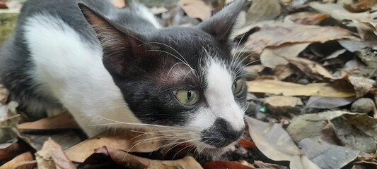 Close-up of a black and white cat lying on dry brown leaves outdoors. The animal looks alert with green eyes. Perfect for pet themes, wildlife, nature backgrounds, and animal behavior. © Slamet