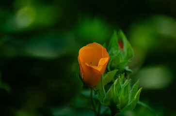 Flor de color Amarilla