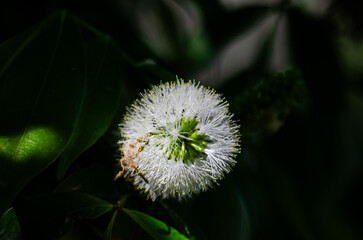Flor de color Blanca