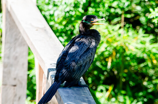 Ave con precinto pl&aacute;stico en la boca,consecuencia de la desidia humana,