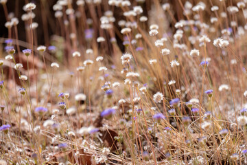 Desert Flowers, Northern Territory, Australia