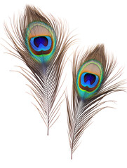 Obraz premium Two peacock feathers with eye pattern isolated on transparent background
