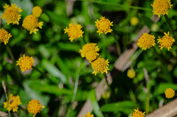 Flor de color Amarilla