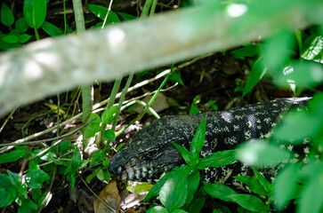 Naklejka premium Lagarto Overo en libertad
