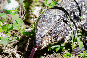 Lagarto Overo en libertad